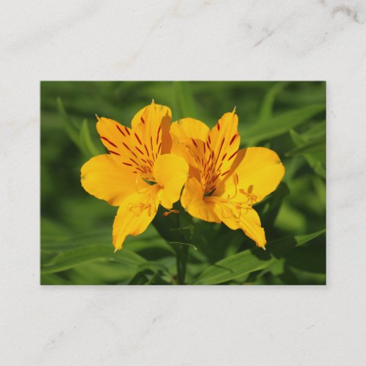 Peruaanse Lilies Visitekaartje (Voorkant)