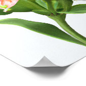 Peruaanse Lily Flowers Art Print Poster (Hoek)