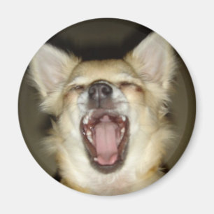 Peruaanse magnet