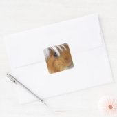 Peruaanse varken en witte parelaas vierkante sticker (Envelop)