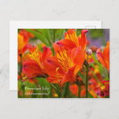 Peruviaanse Lily (Alstroemeria) Briefkaart (Voorkant / Achterkant)
