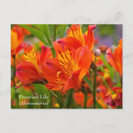 Peruviaanse Lily (Alstroemeria) Briefkaart (Voorkant)