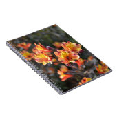 Peruviaanse Lily Flowers op RHS Garden Wisley Notitieboek (Rechterzijde)