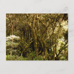 Peruviaanse tropische regenwoudmos bedekt briefkaart
