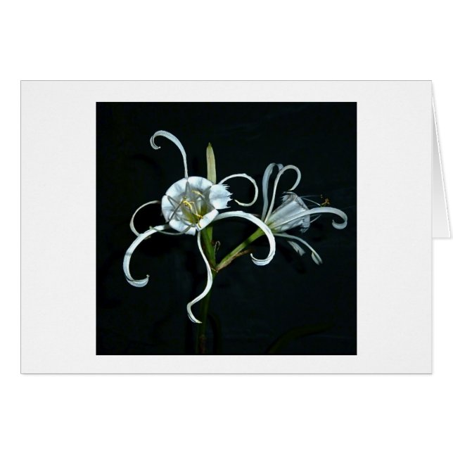 Peruvian Daffodil (Voorkant Horizontaal)