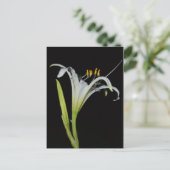 Peruvian Daffodil Briefkaart (Staand voorkant)