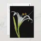 Peruvian Daffodil Briefkaart (Voorkant / Achterkant)