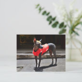 Peruvian Hairless Dog Briefkaart (Staand voorkant)