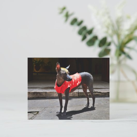 Peruvian Hairless Dog Briefkaart (Staand voorkant)