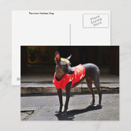 Peruvian Hairless Dog Briefkaart (Voorkant / Achterkant)