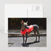 Peruvian Hairless Dog Briefkaart (Voorkant / Achterkant)