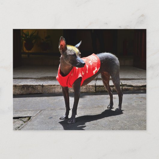 Peruvian Hairless Dog Briefkaart (Voorkant)
