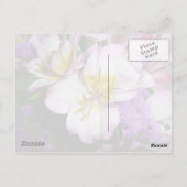Peruvian Lily Briefkaart (Achterkant)