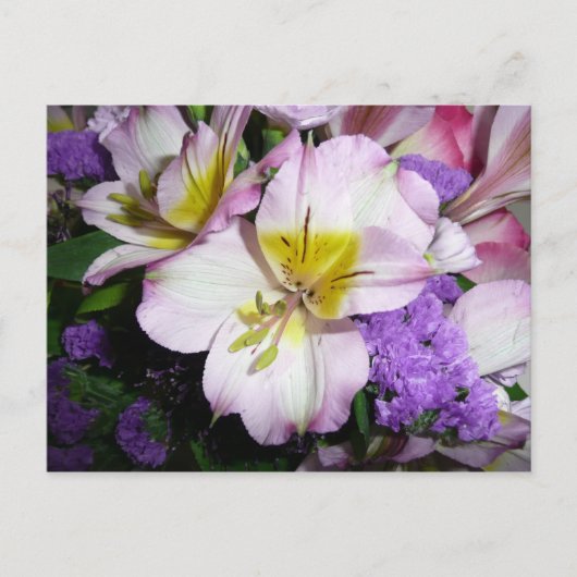 Peruvian Lily Briefkaart (Voorkant)