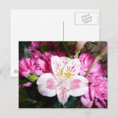 Peruvian Lily Briefkaart (Voorkant / Achterkant)