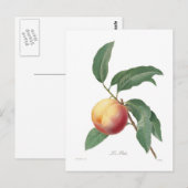 Perzeren Briefkaart (Voorkant / Achterkant)