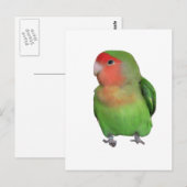 Perzidevogel Briefkaart (Voorkant / Achterkant)