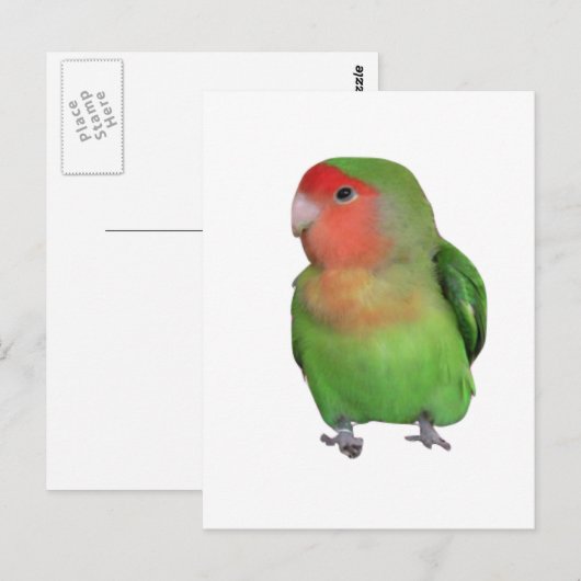 Perzidevogel Briefkaart (Voorkant / Achterkant)