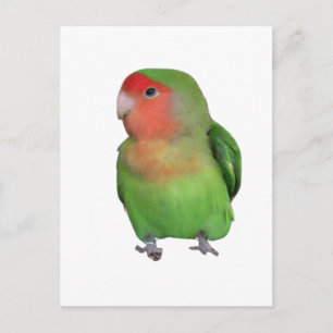 Perzidevogel Briefkaart
