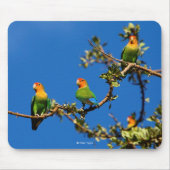 Perzidevogel Muismat (Voorkant)