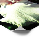 Perzik Baardiris Bloem 2 Close-up Poster (Hoek)