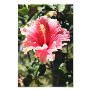 Perzik en roze Hibiscus tropische bloem foto Afdruk