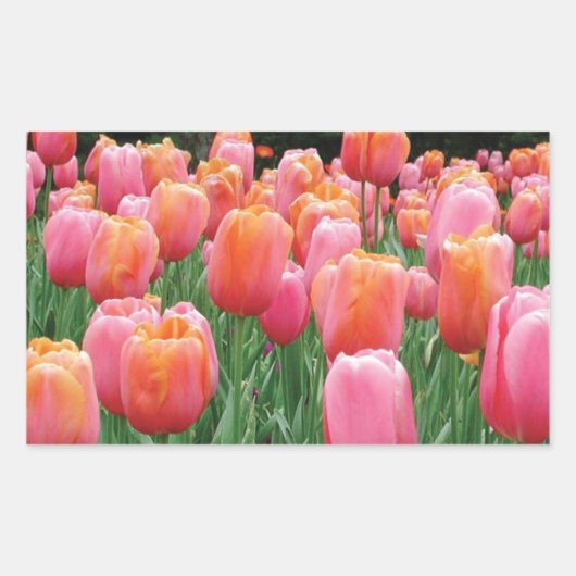 Perzik en roze tulpen rechthoekige sticker (Voorkant)