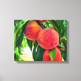 Perzik Fruitboom Tak Gestrekte Canvasprint Canvas Afdruk