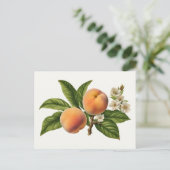  perzik fruittak met bloesem briefkaart (Staand voorkant)