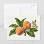  perzik fruittak met bloesem briefkaart (Voorkant / Achterkant)
