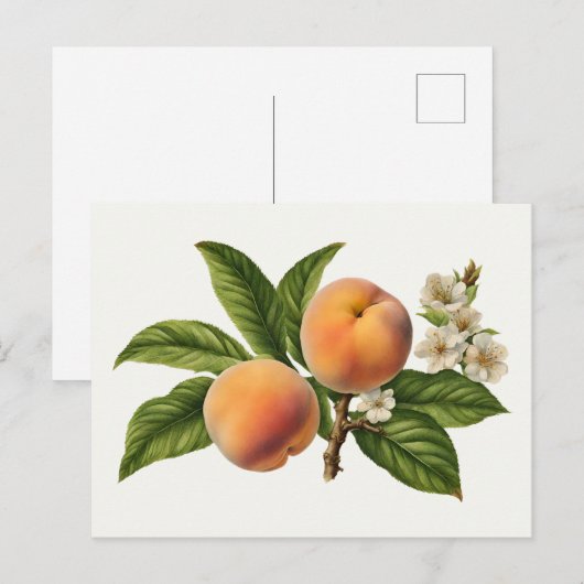  perzik fruittak met bloesem briefkaart (Voorkant / Achterkant)