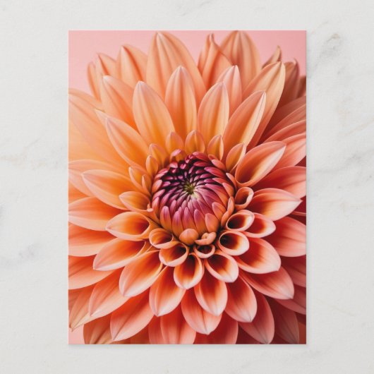 Perzik Fuzz, Dahlia bloem, Postkruising Briefkaart (Voorkant)