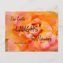 Perzik Geel Roze Blend Roos Flower Foto Briefkaart