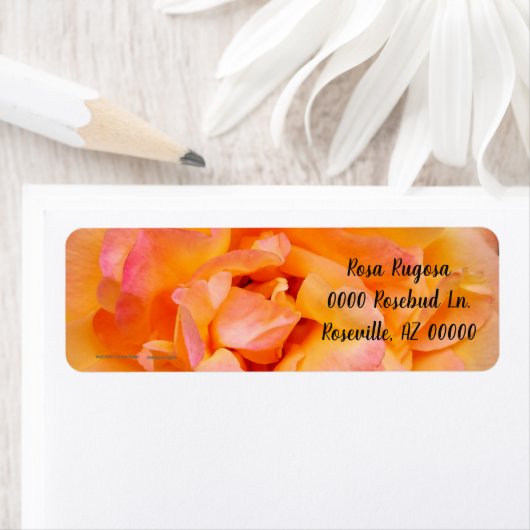 Perzik Geel Roze Blend Roos Flower Foto Etiket (Insitu)