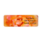 Perzik Geel Roze Blend Roos Flower Foto Etiket (Voorkant)