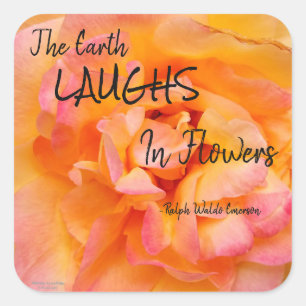 Perzik Geel Roze Blend Roos Flower Foto Vierkante Sticker