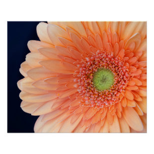 Perzik Gerbera Perfect Poster