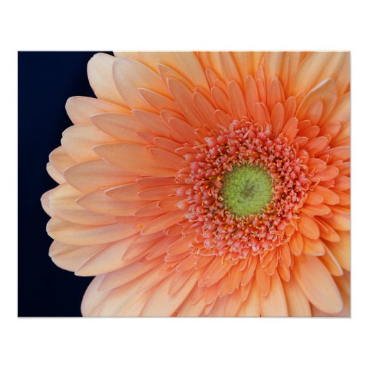 Perzik Gerbera Perfect Poster (Voorkant)