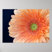 Perzik Gerbera Poster (Voorkant)