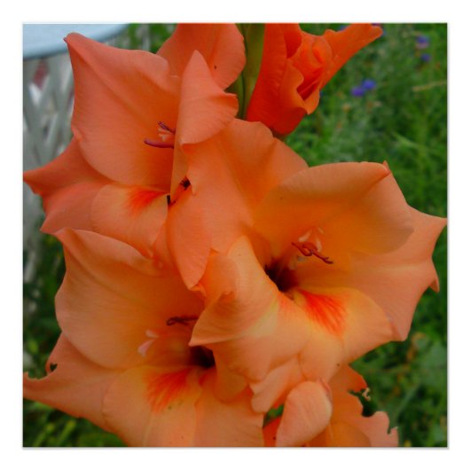 Perzik Gladiola Poster (Voorkant)