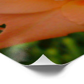 Perzik Gladiola Poster (Hoek)