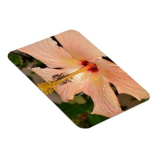 Perzik Hibiscus bloem Magneet (Rechterzijde)