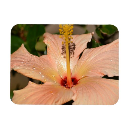 Perzik Hibiscus bloem Magneet (Horizontaal)