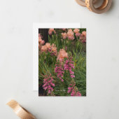 Perzik Iris, roze vingerhoedskruid Notitiekaartje (Voorkant / Achterkant in situ)