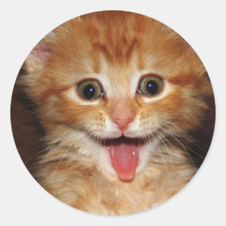 perzik-kat ronde sticker