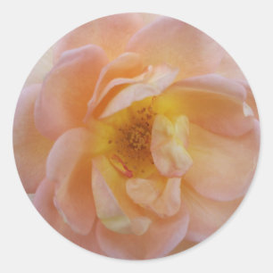 Perzik-Kleurige Roos Ronde Sticker