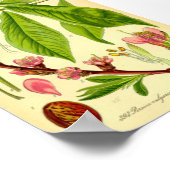 Perzik (Prunus persica) Poster (Hoek)