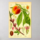 Perzik (Prunus persica) Poster (Voorkant)
