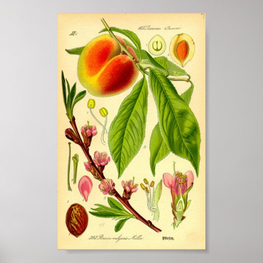 Perzik (Prunus persica) Poster (Voorkant)