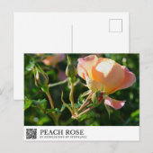 Perzik Roos Briefkaart (Voorkant / Achterkant)